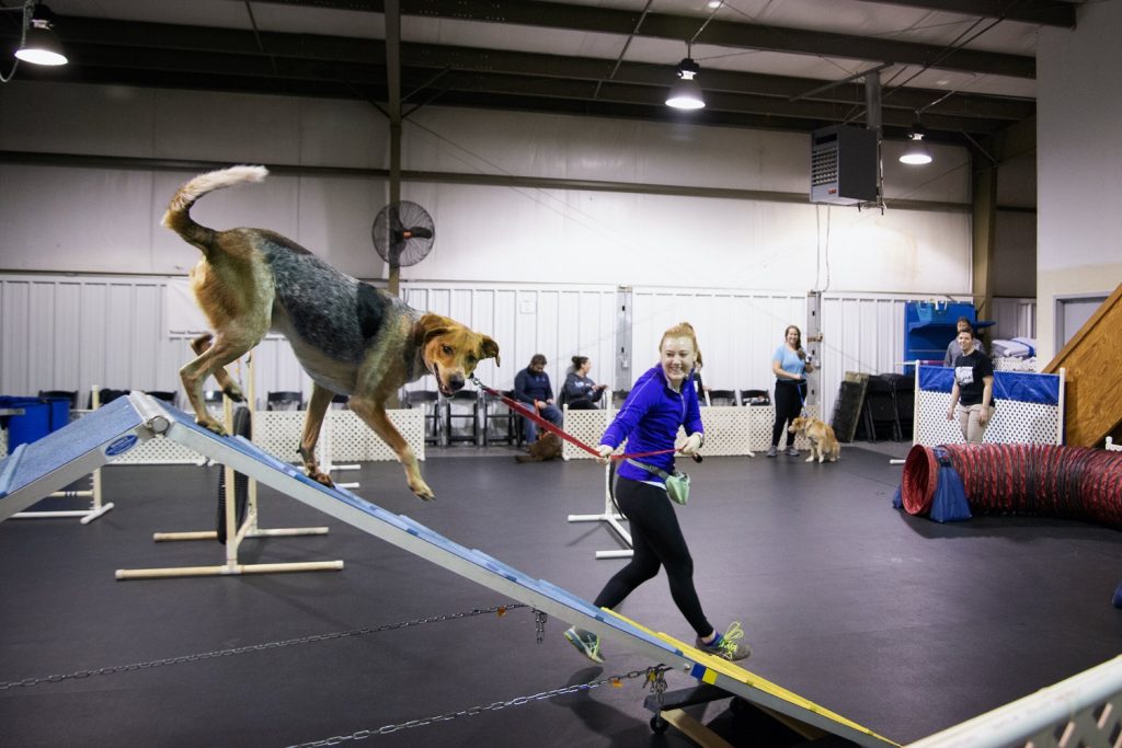 Beyond Barks Understanding Dog Behavior for Trainers