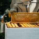 How Beekeeping Can Help You Find Balance