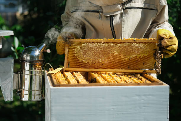 How Beekeeping Can Help You Find Balance